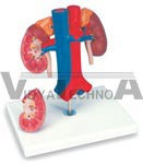 Kidneys with vessels Model, 2 part